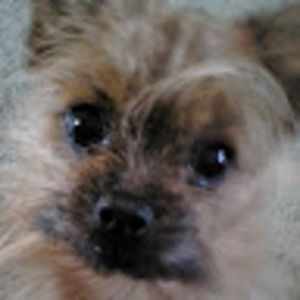 Meet your Posher, Shelley